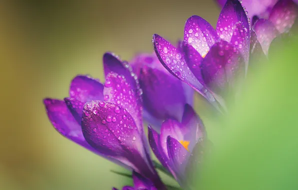 Picture drops, macro, flowers, background, spring, crocuses, lilac, bokeh