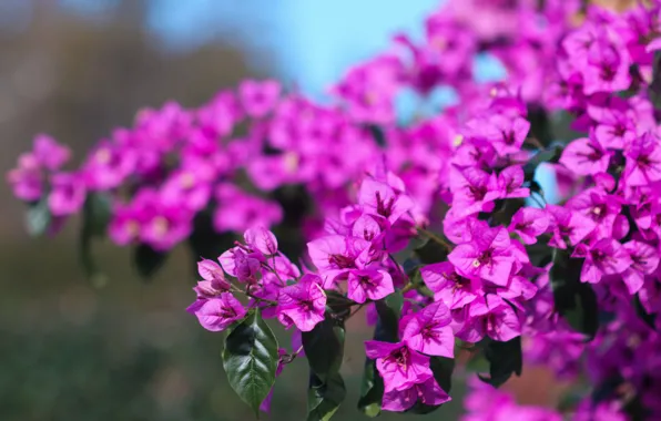 Picture leaves, flowers, branches, pink, flowering, bokeh, bougainvillea