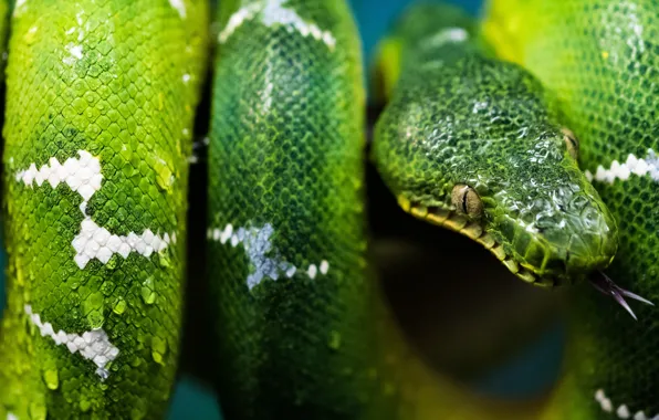 Picture language, look, drops, green, snake, scales, Python, bokeh, reptile