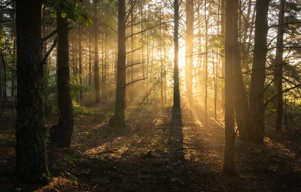 Picture forest, the sun, rays, light, trees, fog, morning, pine