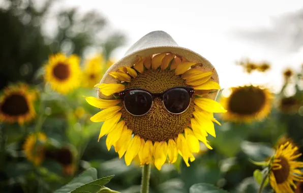 Picture reflection, hat, glasses, photographer, Sunflowers, Anna Kovaleva
