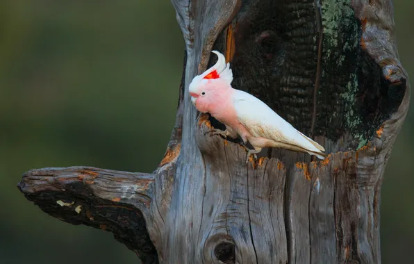 Picture background, tree, pink, bird, parrot, bitches, the hollow, crest, cockatoo