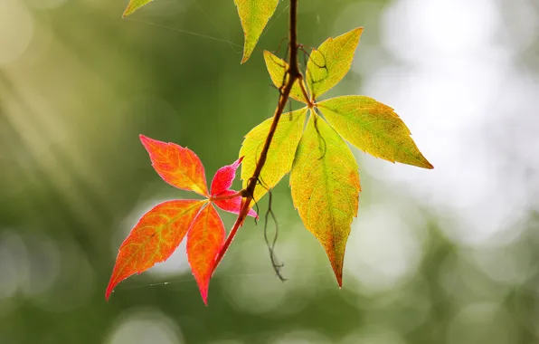 Picture autumn, leaves, background, web, branch, bokeh, autumn leaves, wild grapes, parthenocissus