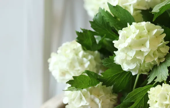 Picture flowers, bouquet, white, light background, hydrangea