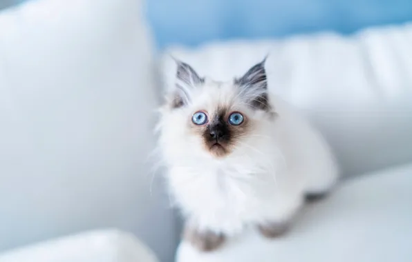 Picture look, kitty, blue eyes, Burmese