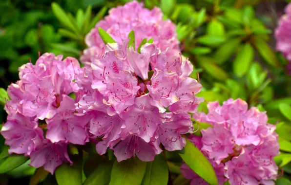 Picture macro, flowers, pink, Azalea, rhododendrons