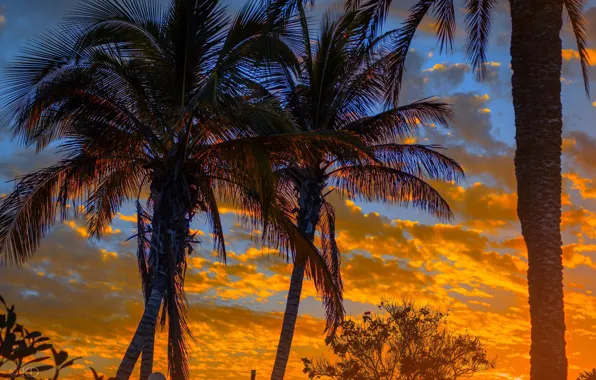 Picture clouds, sunset, palm trees, glow