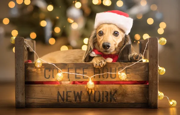 Picture look, balls, lights, pose, the inscription, dog, Christmas, New year, lies, Dachshund, red, tree, box, …