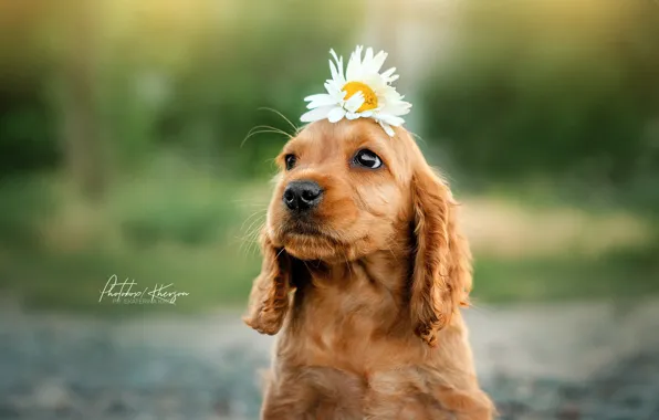Picture flower, Daisy, puppy, face, bokeh, doggie, Ekaterina Kikot