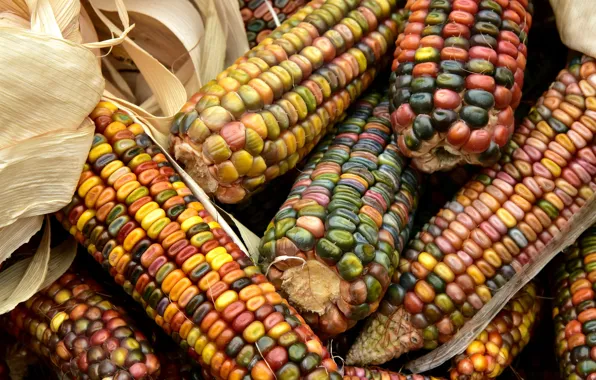 Picture grain, corn, colorful, the cob