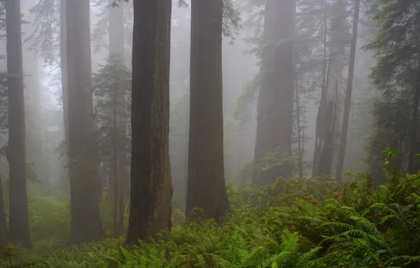 Picture forest, trees, nature, fog, CA, USA, USA, California, Redwood national Park, Redwood National Park
