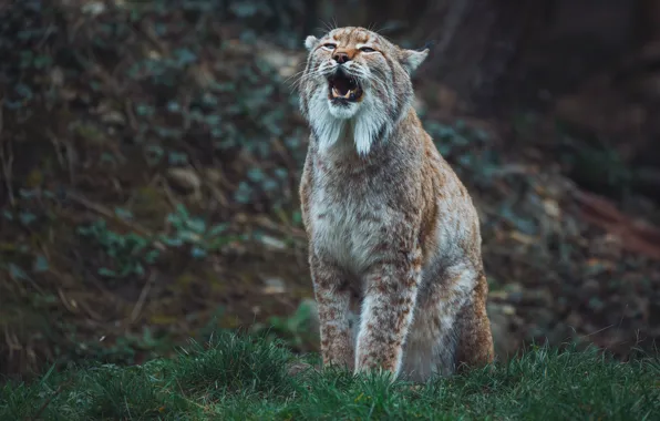 Picture face, nature, pose, mouth, lynx, sitting