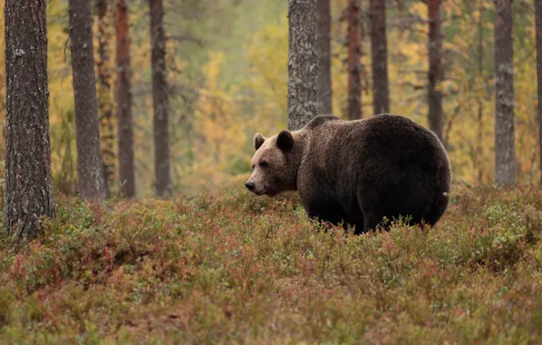 Picture autumn, forest, look, face, nature, pose, glade, bear, pine, walk, brown bear