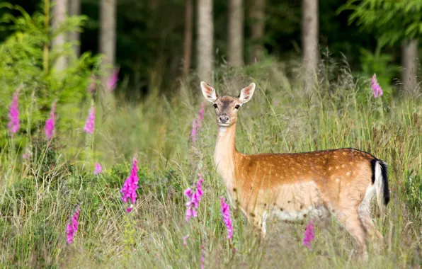 Picture forest, grass, look, flowers, glade, deer, fawn, cub, wildlife, spotted