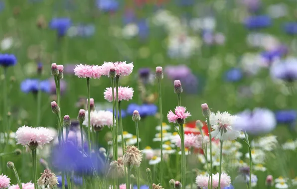 Picture field, summer, flowers, glade, chamomile, meadow, pink, field, different, lilac, bokeh, cornflowers