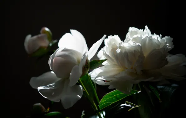 Picture light, Flowers, bouquet, peonies, peony, white peonies
