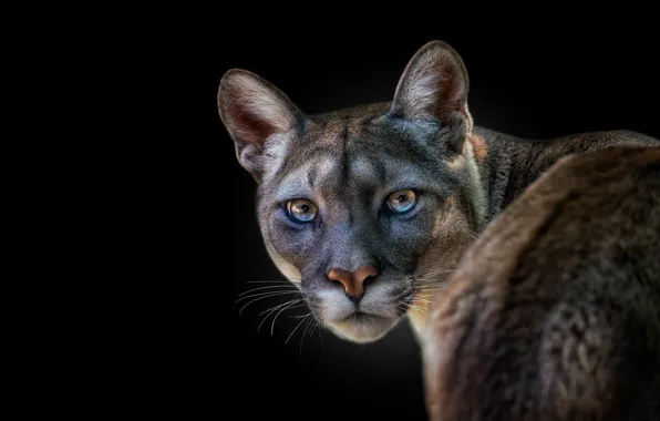 Picture eyes, look, face, portrait, black background, Puma, Cougar