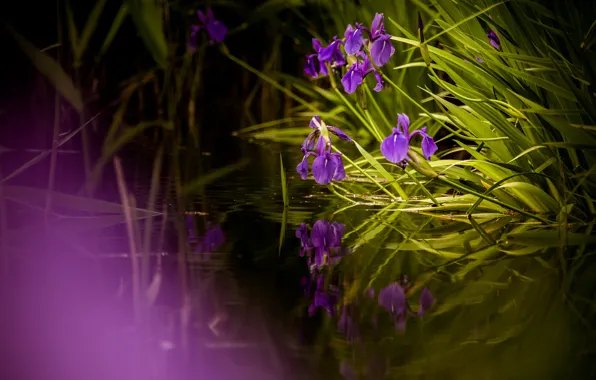 Picture leaves, lake, pond, reflection, shore, spring, irises, pond, lilac
