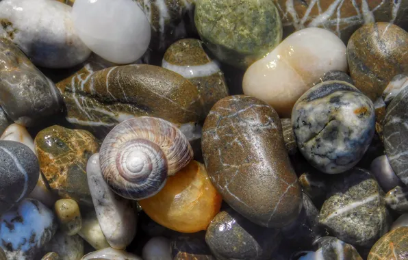 Picture macro, pebbles, shell, pebbles