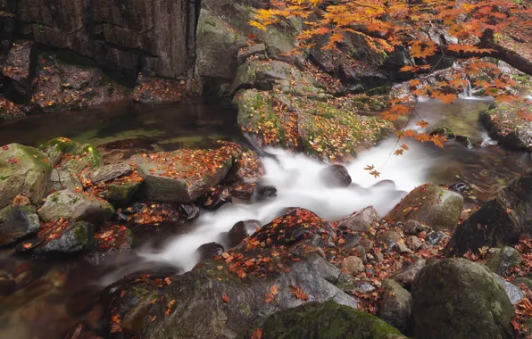 Picture autumn, stream, stones, tree, shore, foliage, waterfall, river, falling leaves, pond, stones, autumn leaves