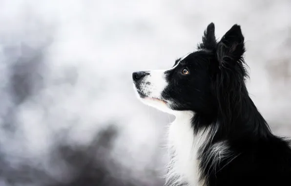 Picture winter, look, face, nature, background, portrait, dog, light, black, profile, bokeh, the border collie