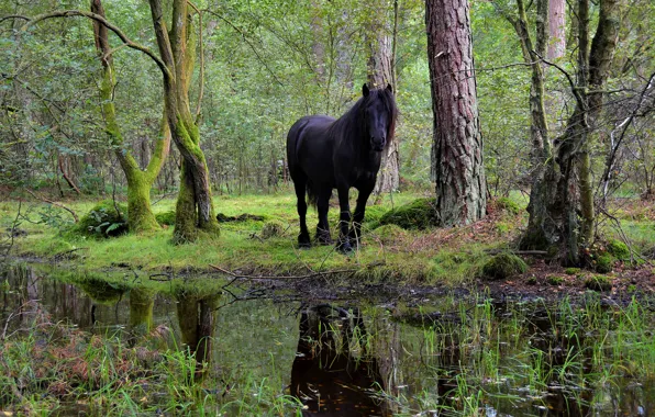 Picture greens, forest, trees, nature, Park, reflection, stream, horse, horse, pond, crow, pond