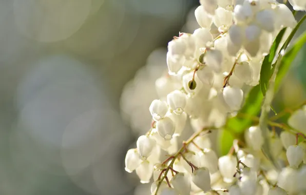 Picture macro, background, bells, bokeh, white flowers