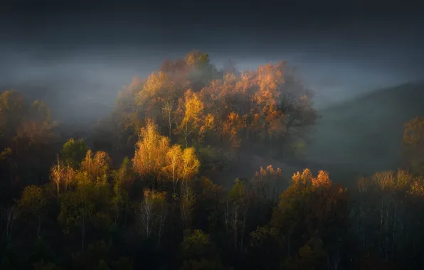 Picture autumn, forest, light, trees, clouds, fog, hills, the slopes, yellow, lighting, haze, crown, Golden autumn, …