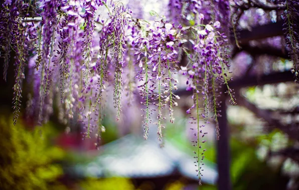 Picture flowers, blur, spring, flowering, inflorescence, lilac, bokeh, Wisteria, Wisteria