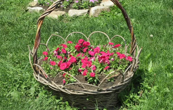Picture The city, Basket, Flowerbed, Petunias, Meduzanol ©, Summer 2018