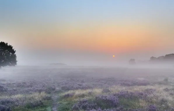 Picture field, summer, sunset, fog