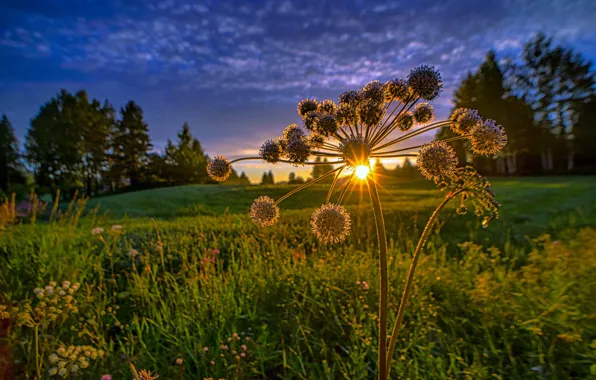Picture sunset, meadow, Finland, Angelica