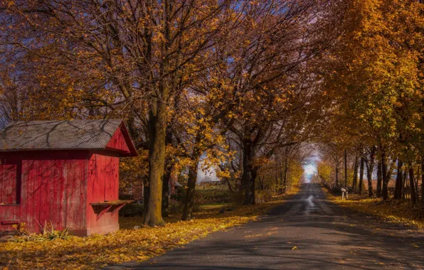 Picture road, autumn, house