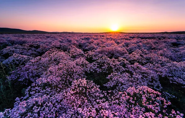 Picture field, the sky, the sun, flowers, dawn, meadow, pink