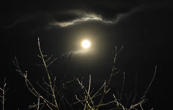 Picture moon, night, clouds, shadows, branches