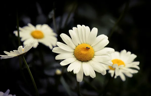 Picture flowers, the dark background, chamomile, beetle, white, leucanthemum