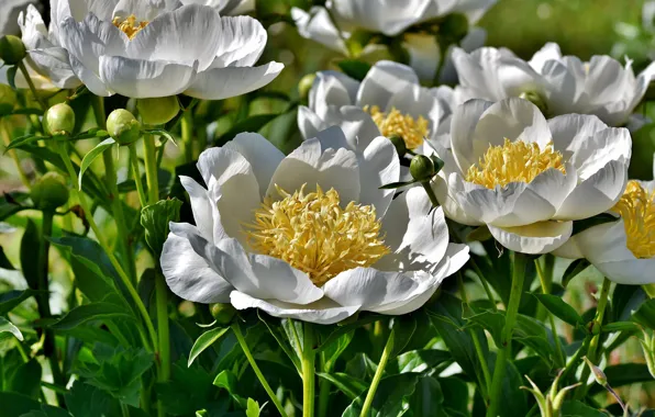 Picture nature, white, buds, flowering, peonies