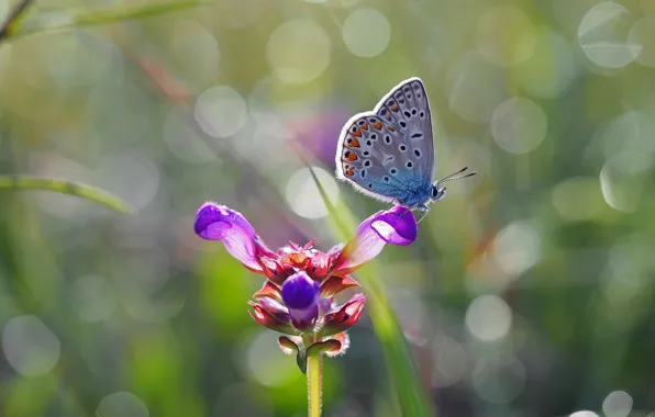 Picture macro, light, flowers, glare, butterfly, lilac, bokeh