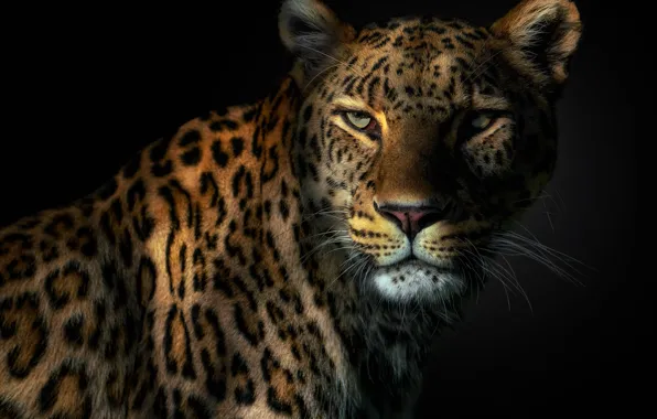 Picture eyes, leopard, fangs, leopard, eyes, catch, Pedro Jarque