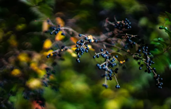 Picture leaves, branches, berries, blur, fruit, black, bokeh
