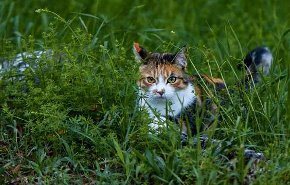 Picture greens, cat, summer, grass, look, face, nature, pose, plants, walk, bokeh, spotted, motley