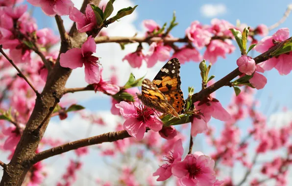 Picture macro, flowers, branches, cherry, butterfly, spring, Sakura, pink, flowering