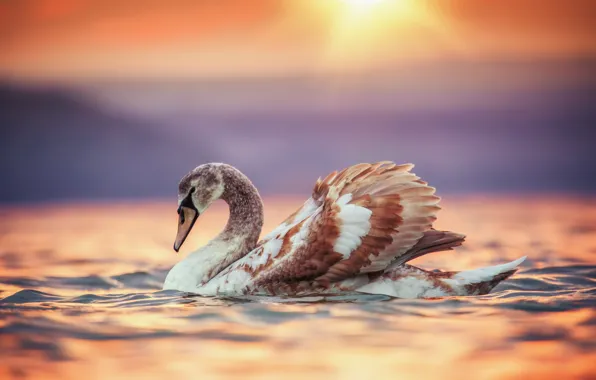 Picture water, sunset, bird, Swan, Valentin Valkov