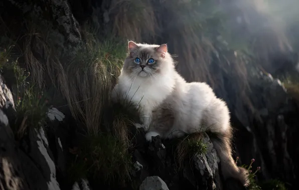 Picture cat, grass, cat, look, light, nature, stones, rocks, blue eyes, face, ragdoll
