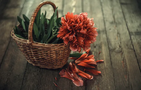 Picture flower, basket, Board, petals, peony