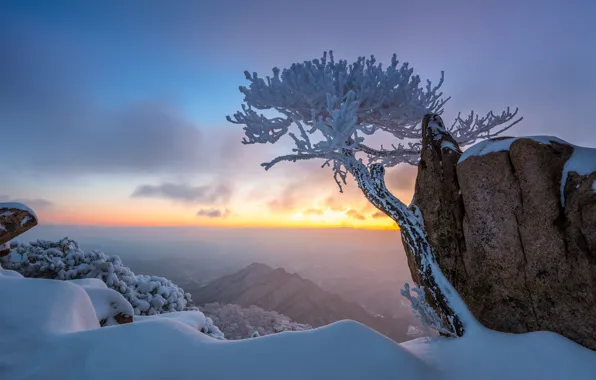 Picture winter, snow, landscape, mountains, nature, tree, rocks, morning, pine, South Korea