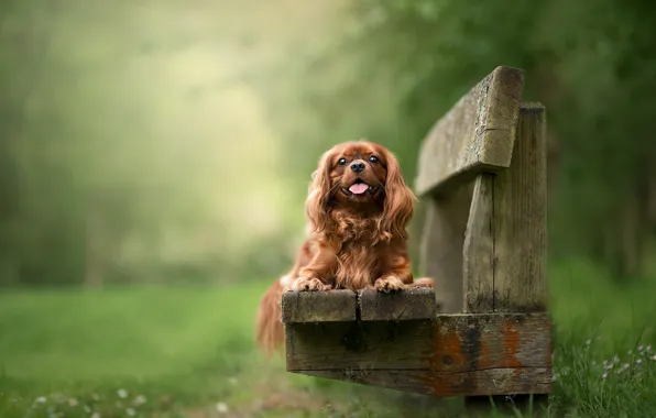 Picture look, nature, dog, red, puppy, face, cavalier-king-Charles-Spaniel