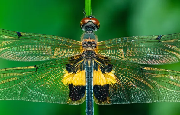 Picture macro, wings, dragonfly, insect