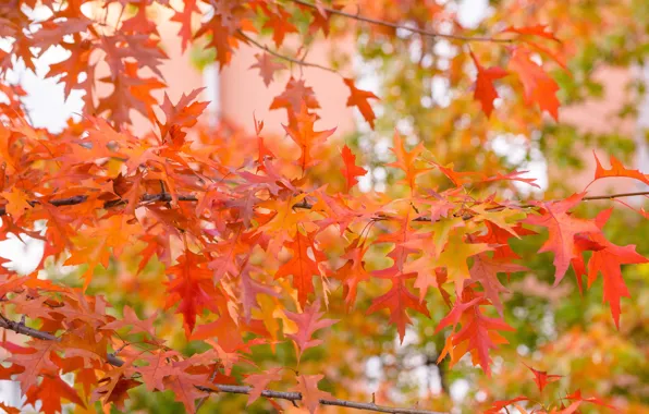 Picture autumn, leaves, tree, colorful, maple, autumn, leaves, autumn, maple