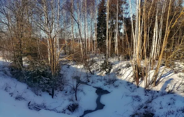 Picture winter, forest, nature, stream, Sunny day